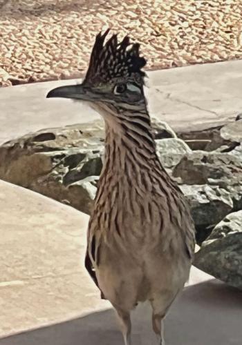 Bird1