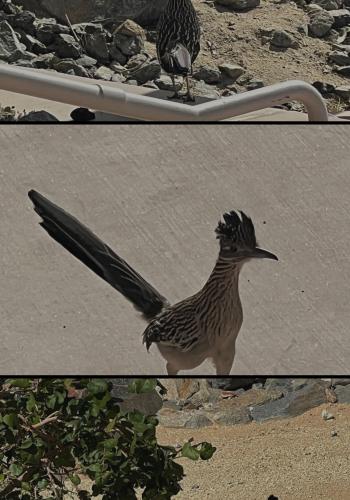 Bird2