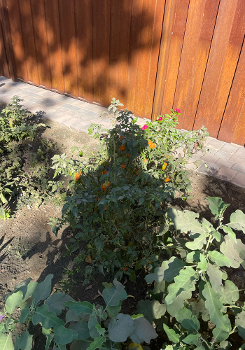 Toddgarden2