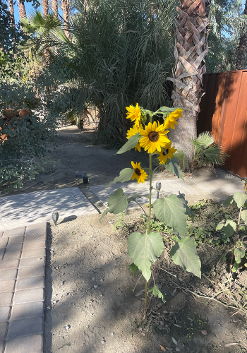 Toddgarden5